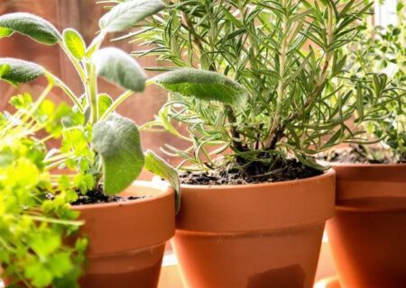 ۵ گیاه با بوی شگفت انگیز که از آن برای معطر کردن طبیعی فضا‌های خانگی استفاده می‌شود