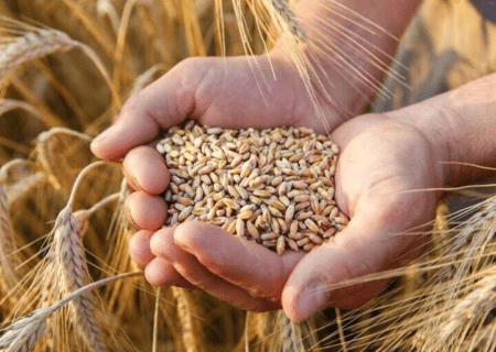مطالبات گندمکاران خوزستانی به کجا رسید؟