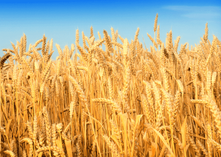خرید یک میلیون و ۵۵۰ هزار تن گندم از کشاورزان خوزستانی